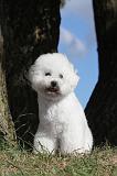 BICHON FRISE 029